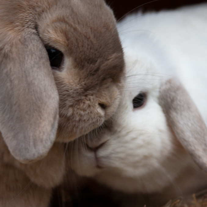 Two bunnies, one grey and one white, snuggling together.