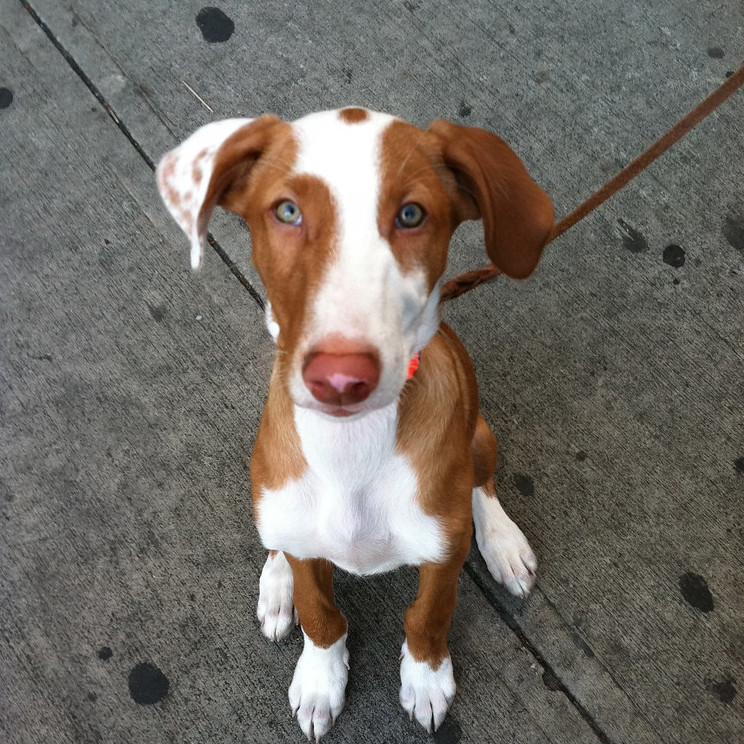 Photo of a brown and white dog, sitting obidiently, looking at the camera
